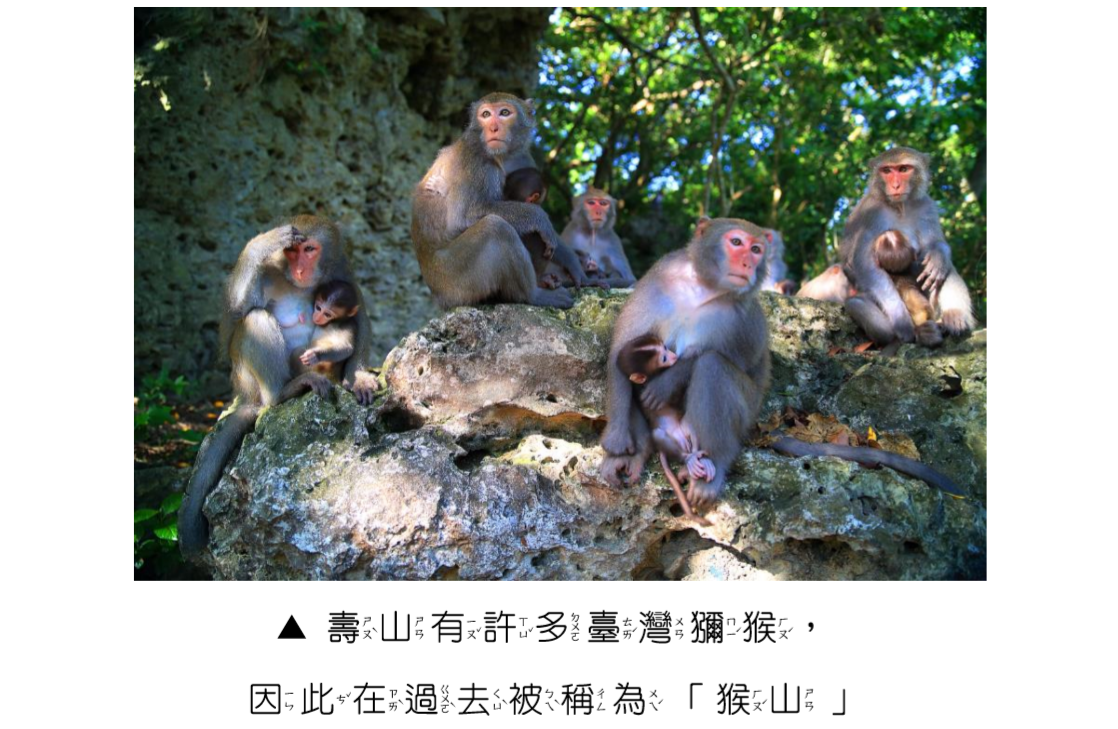 壽山的名字圖說-1_壽山有許多臺灣獼猴因此在過去被稱為猴山