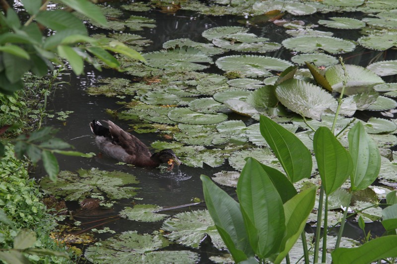 Chouchai Wetland Park