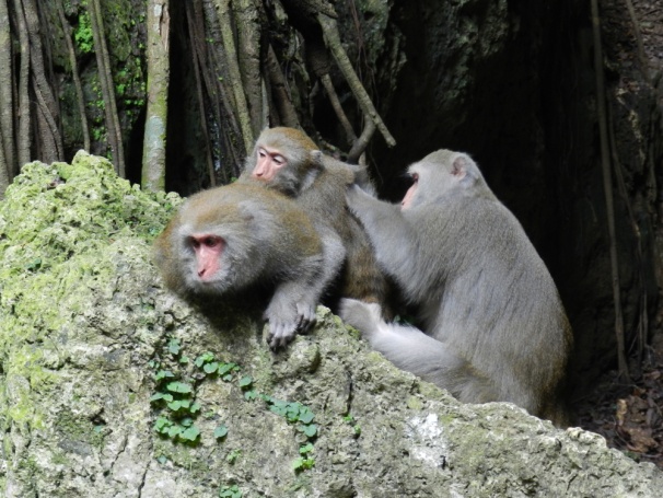 The Formosan macaques are the most prominent species in Shoushan