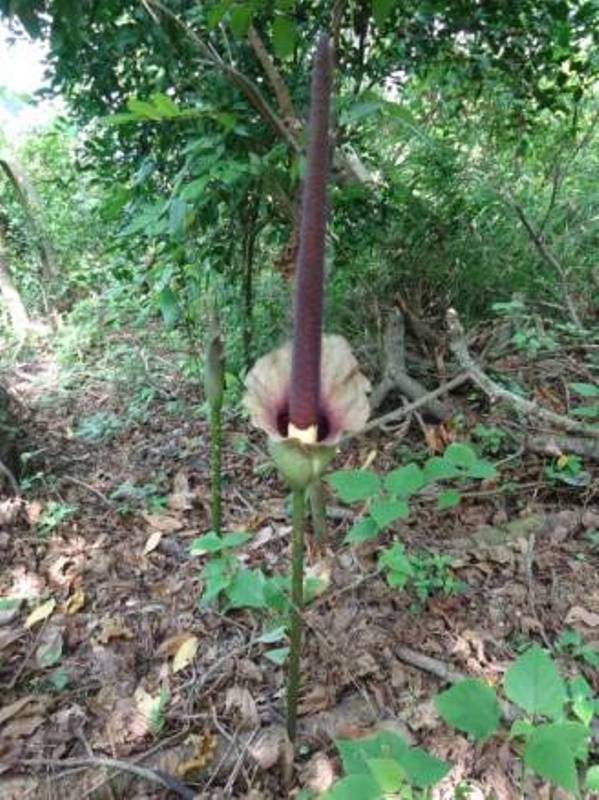 Amorphophallus hirtus