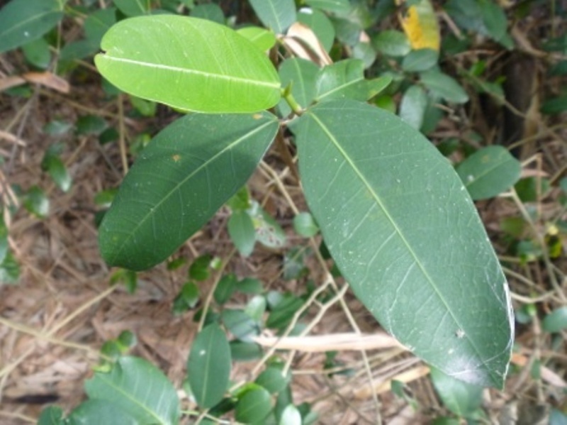 Ficus tinctoria