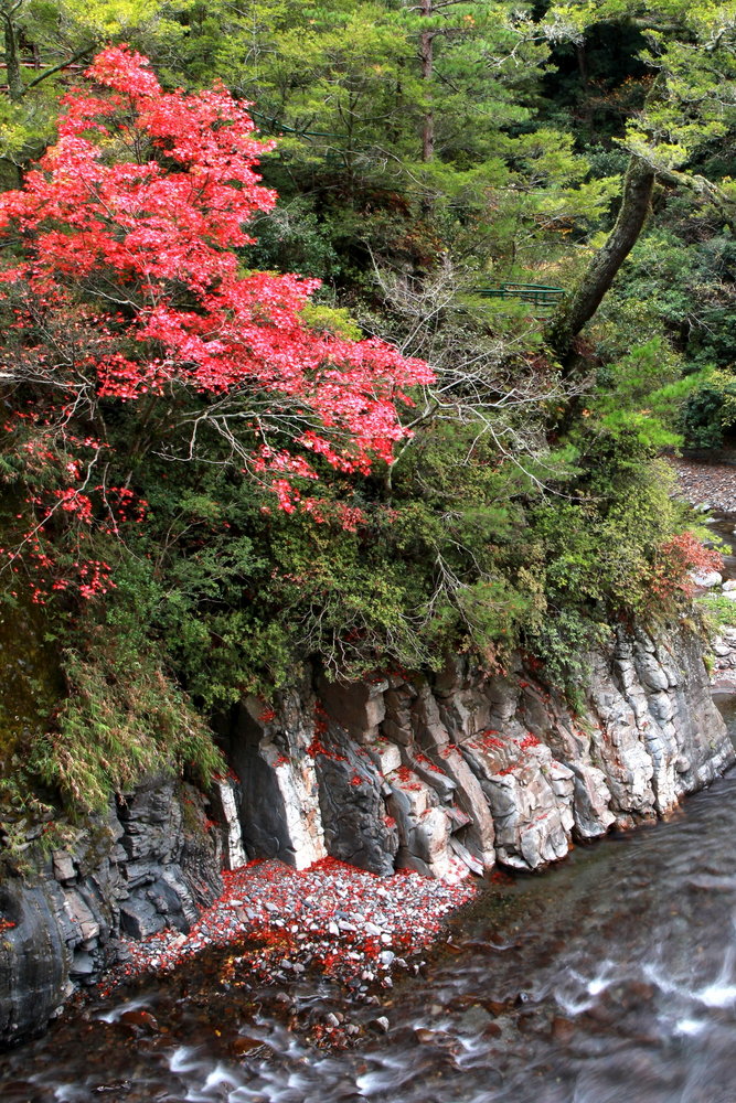 武陵七家灣溪的楓紅，是旅人必拍的景色之 一。(雪霸國家公園管理處潘振彰提供)