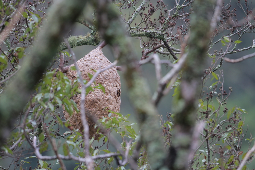 A bees hive