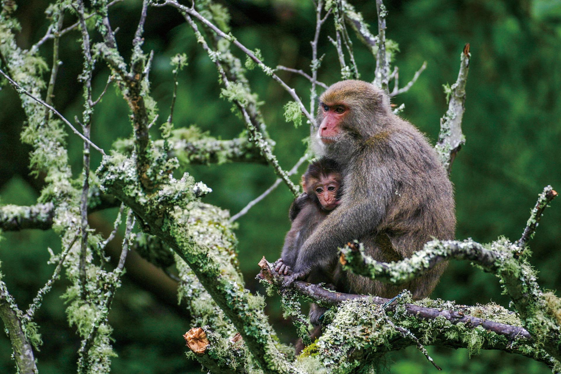 Formosan Rock-Monkey, endemic to Taiwan, is a protected species.