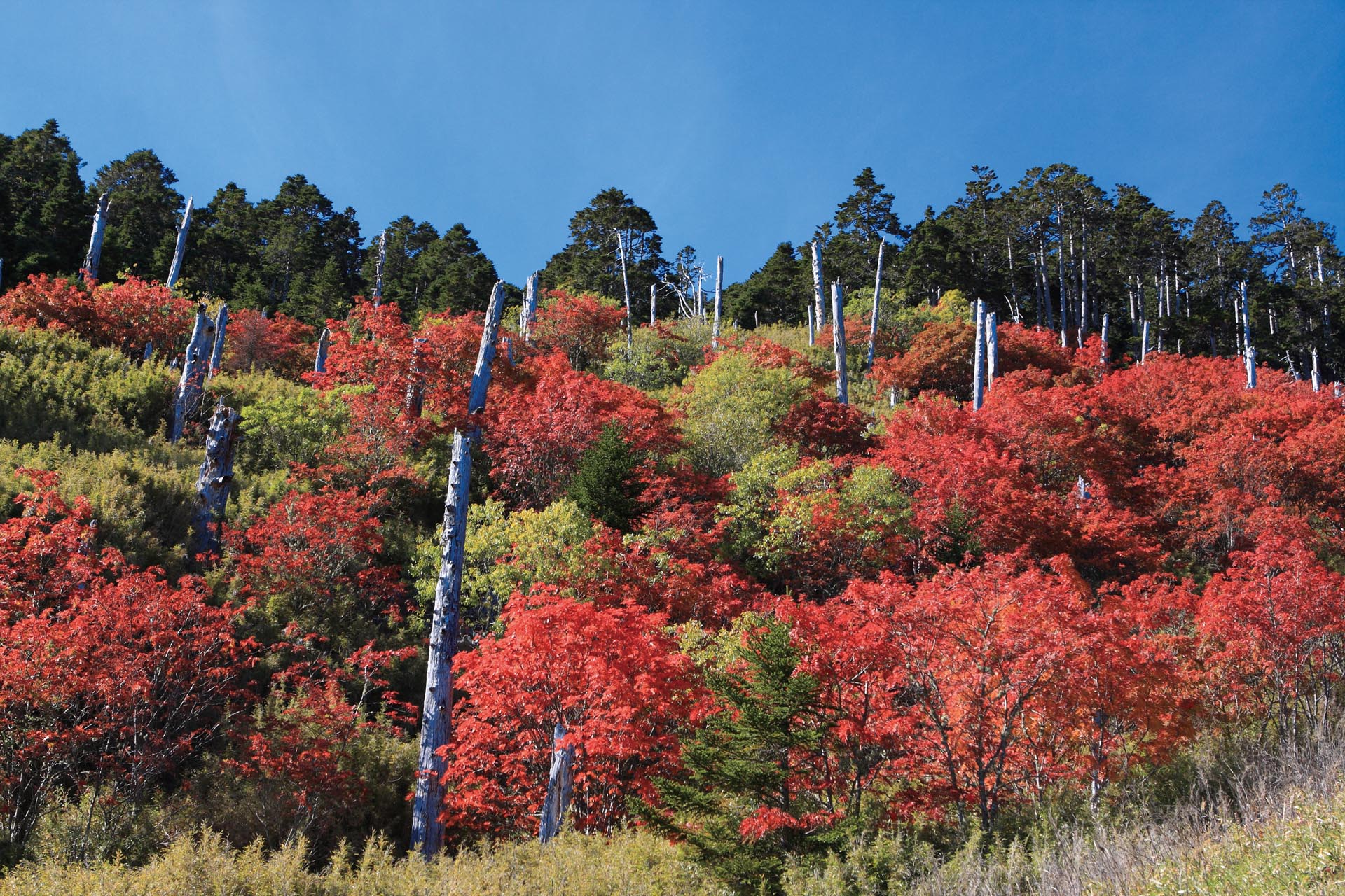 In autumn, the leaves of Taiwan Mountain Ash turning from green to red attract people to the high mountains.