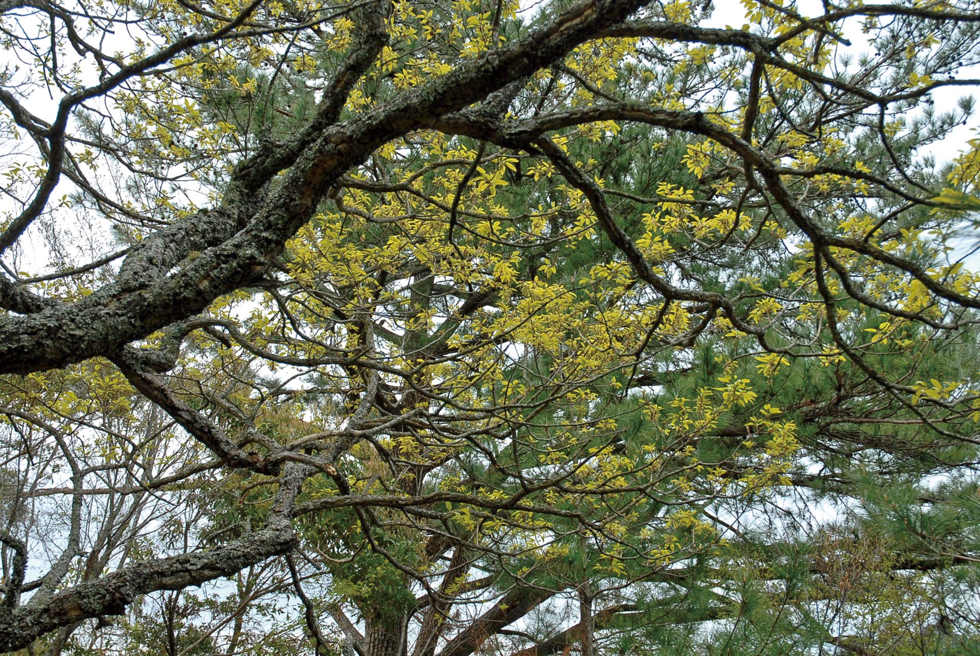 Chinese Cork Oak (Quercus variabilis)
