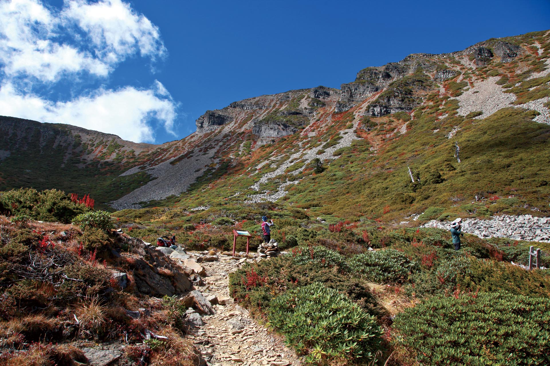 The Alpine krummholz in autumn forms a picturesque scenery in high mountains.
