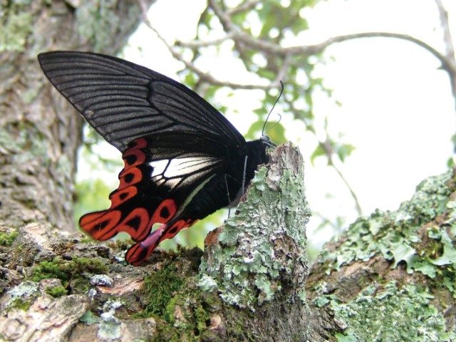 寬尾鳳蝶-邱清安攝