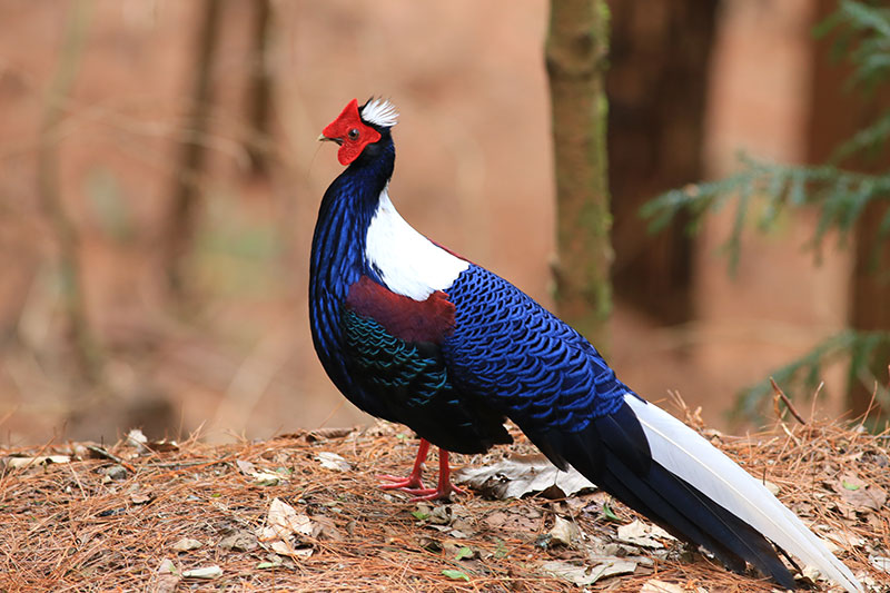 步道上的藍腹鷴