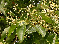 「樟樹（Cinnamomum camphora）」的圖片
