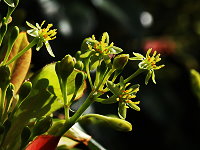 「紅楠（Machlius thunbergii）」的圖片