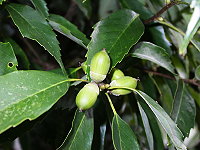 「青剛櫟(Cyclobalanopsis glauca)」的圖片