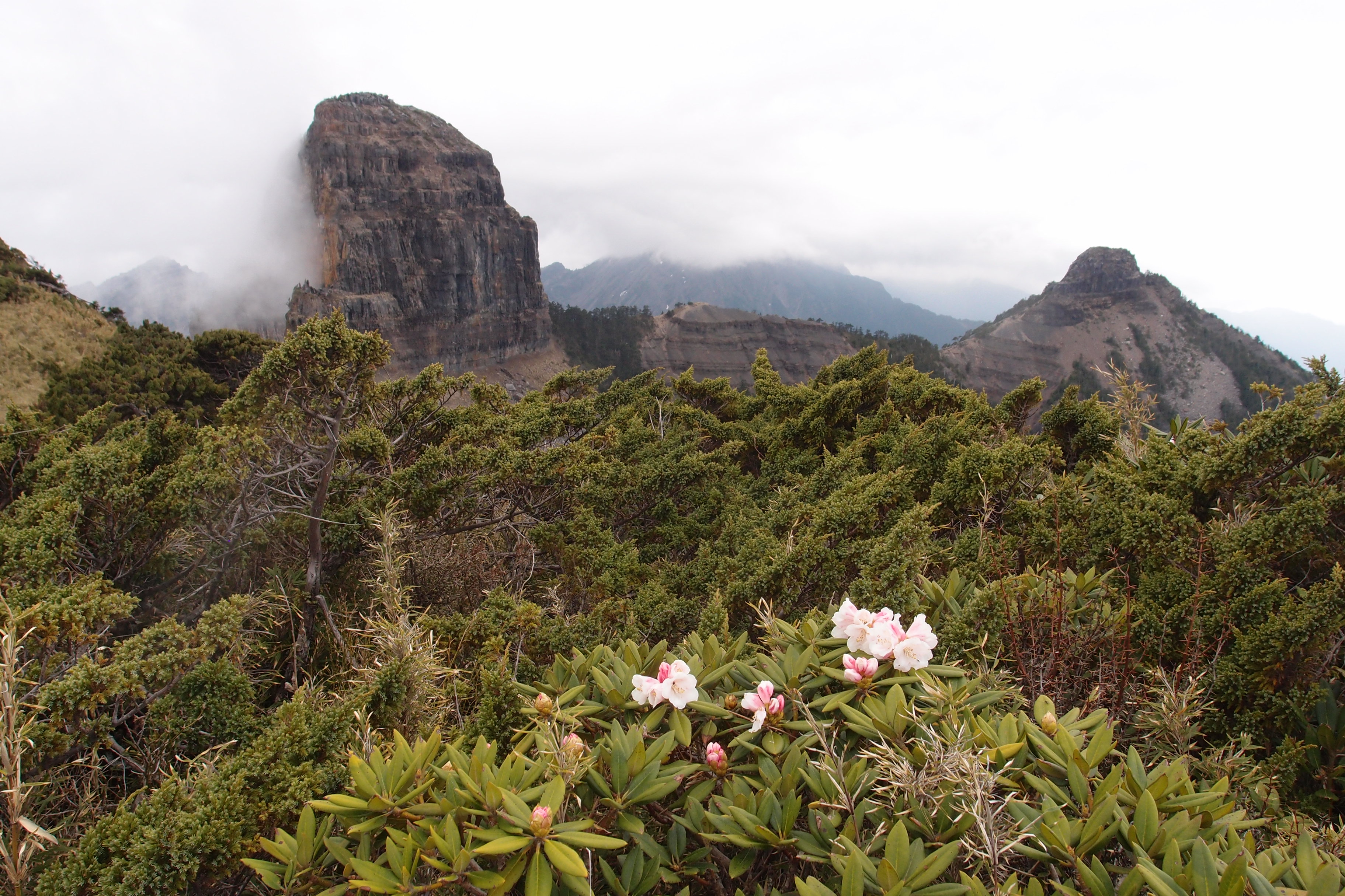 大霸與小霸照片