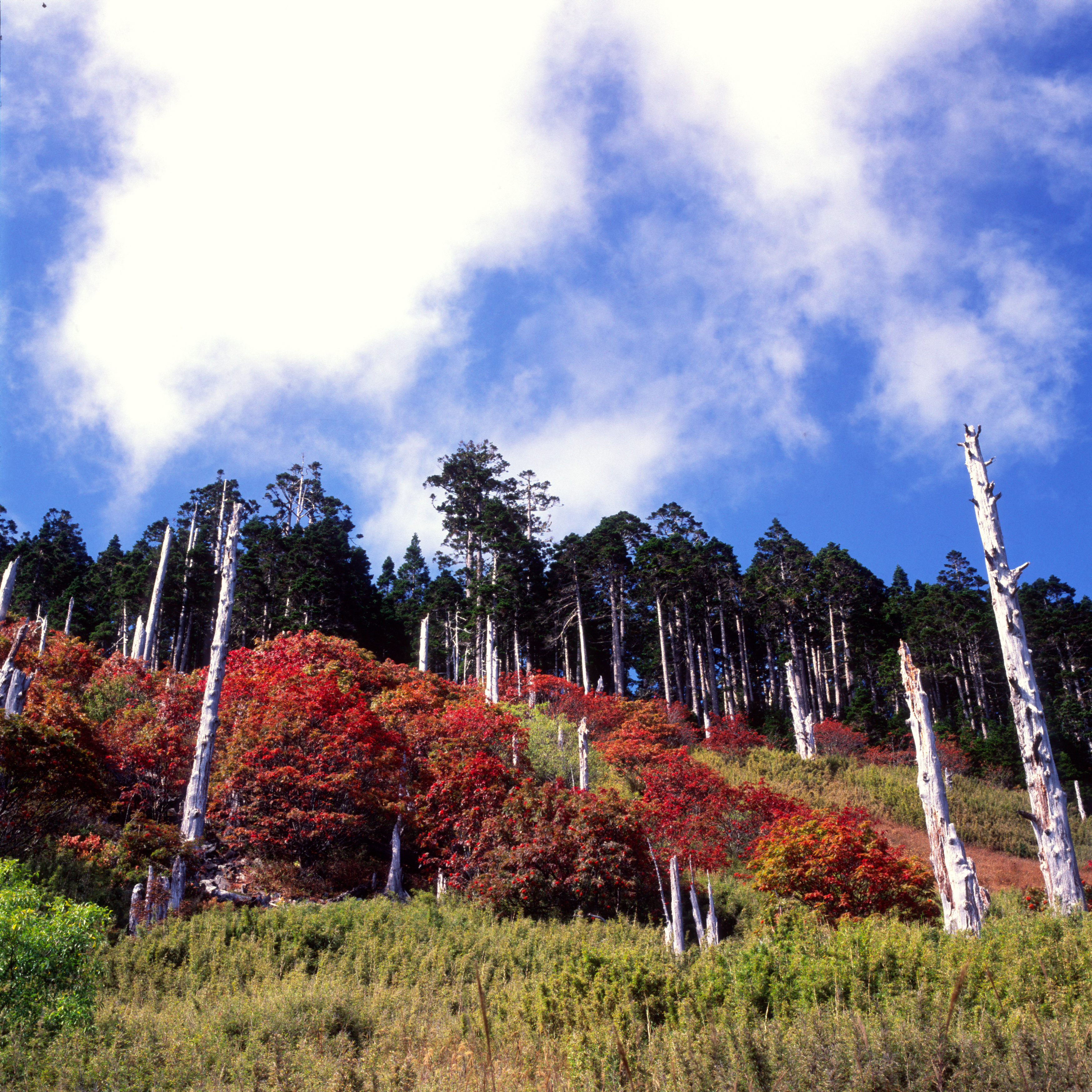晴空與巒大花楸