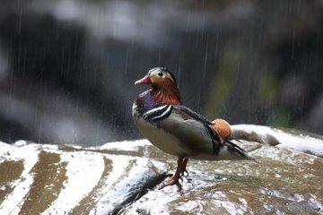 插圖