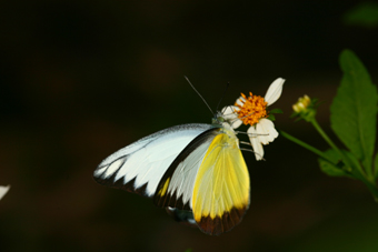 台灣粉蝶