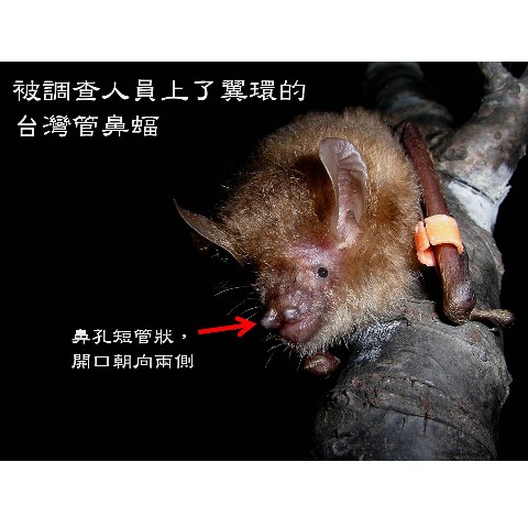 插圖