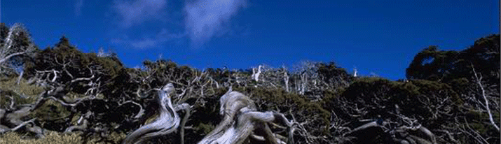 合歓山に生息するニイタカビャクシンは常に強風にさらされるため幹が曲がりくねり斜面に這うように伸びています。