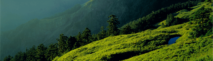 合歓山の斜面は比較的なだらかでニイタカヤダケの群生が草原のように広がっています。ニイタカトドマツなどの針葉樹は合歓山エリアを代表する植物です。