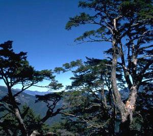 合歓山ではニイタカトドマツとタイワンツガの混生林が見られます。