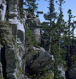 高山植物は岩にしがみつくように生えています。
