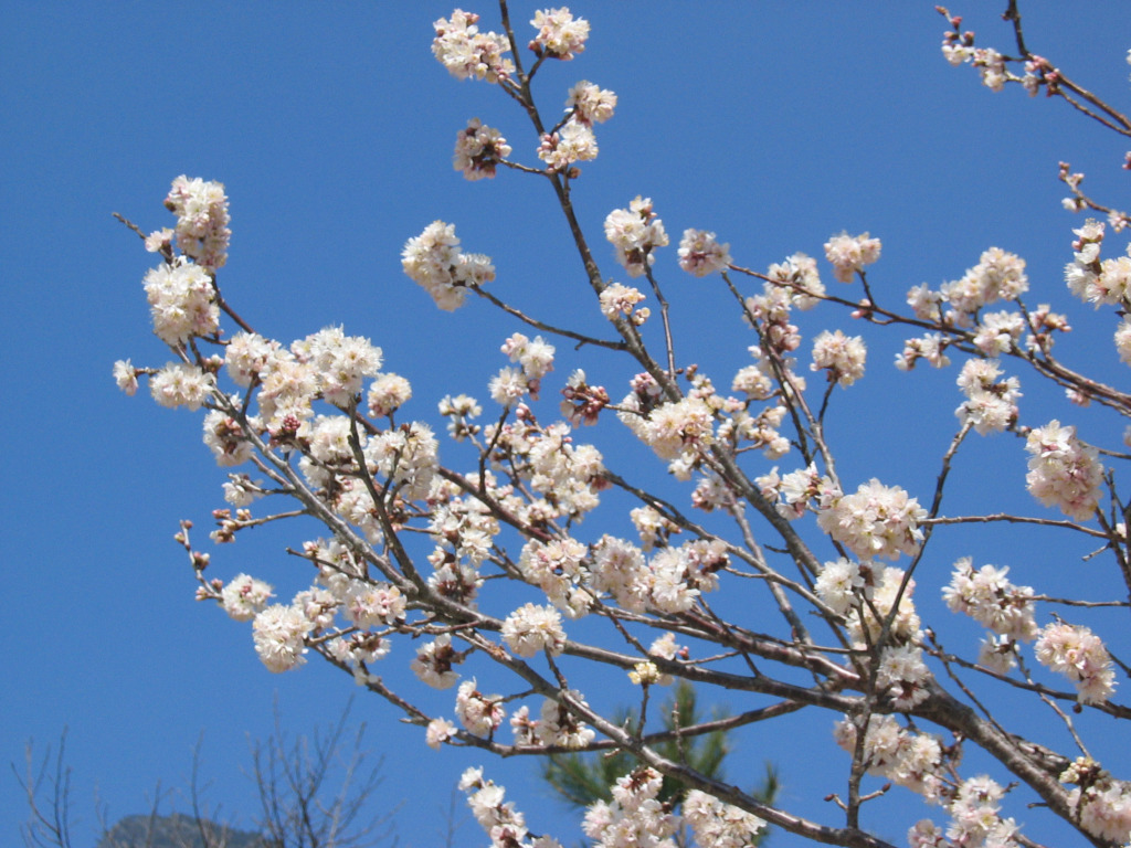 Plum Blossom(.jpg)
