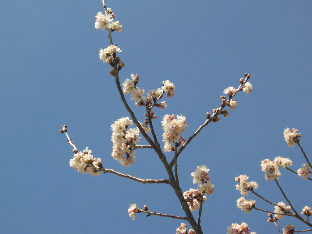 Plum Tree Blossom(.jpg)