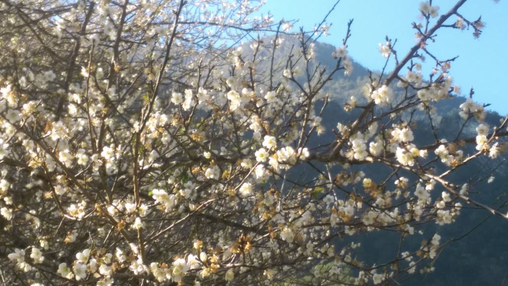 Tianxiang plum garden plum blossoms