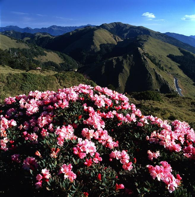 即日起至105年6月30日於太魯閣遊客中心特展室展出 合歡花之頌 攝影展