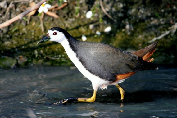 Foword Card－White-breasted waterhen