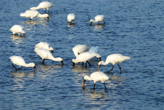 Foword Card－Black-faced Spoonbills, our precious guests