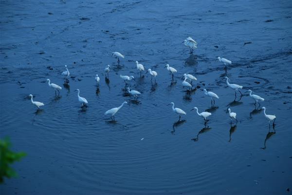 Beautiful egrets