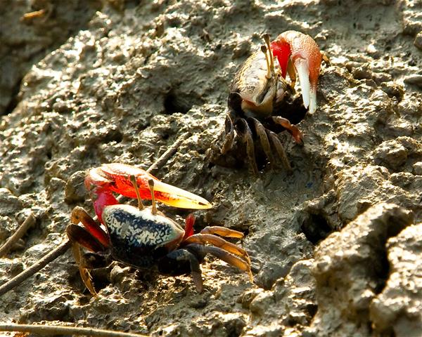 Foword Card－Crab companion