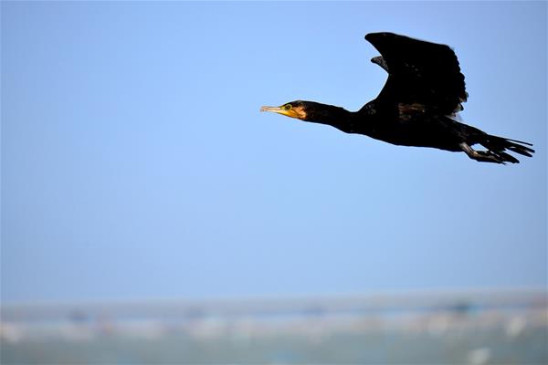 Foword Card－A flying cormorant