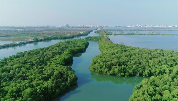 Foword Card－The mangrove forest of Sicao Lake