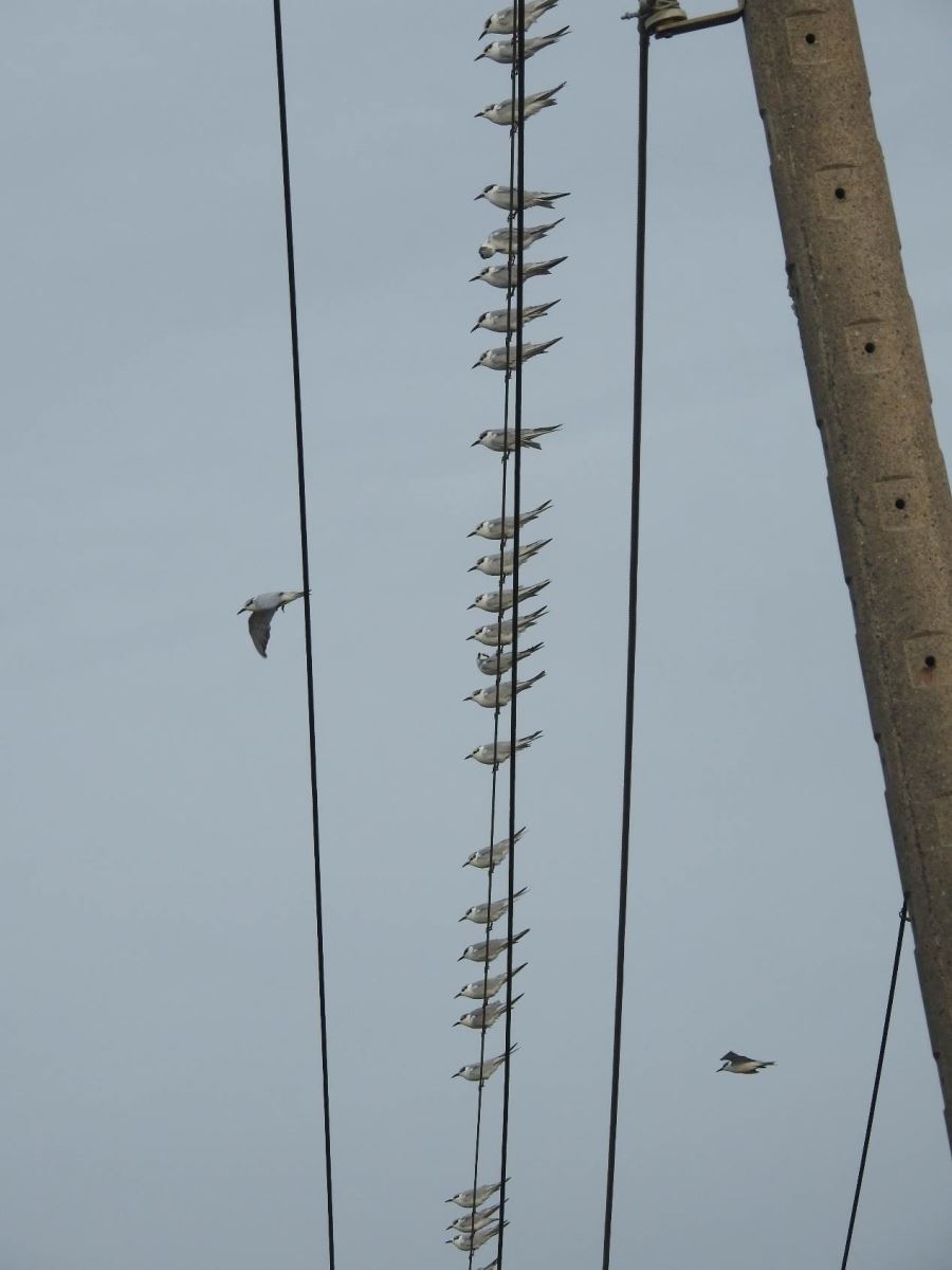 黑腹燕鷗喜歡停棲在電線上