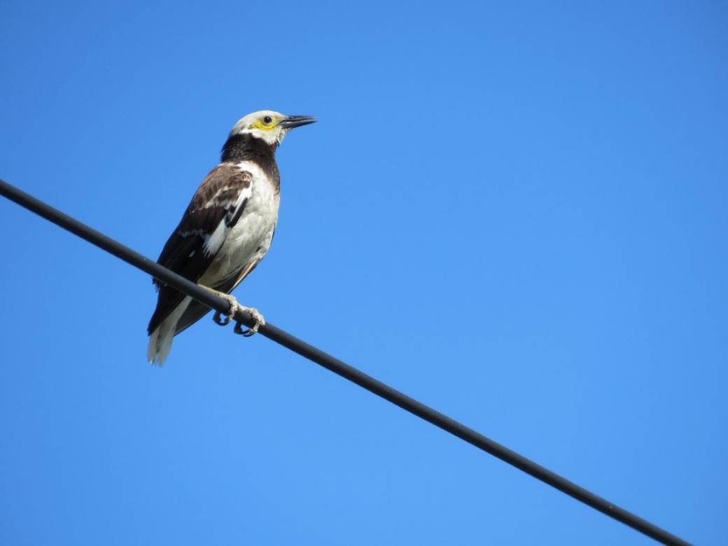 外來種灰領椋鳥經常出現在竹筏港溪區域的電線上