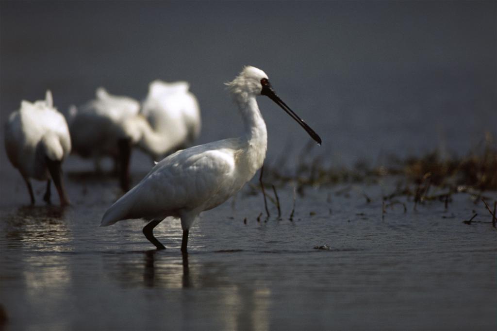 Black-faced Spoonbill Ecology Exhibition Hall