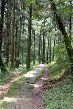 Peacock Pine Forest Path, Shitiling, Dishan