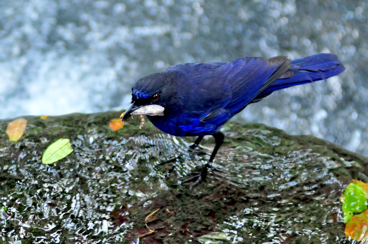Taiwan whistling thrush (photo by Shao Liang Wen)