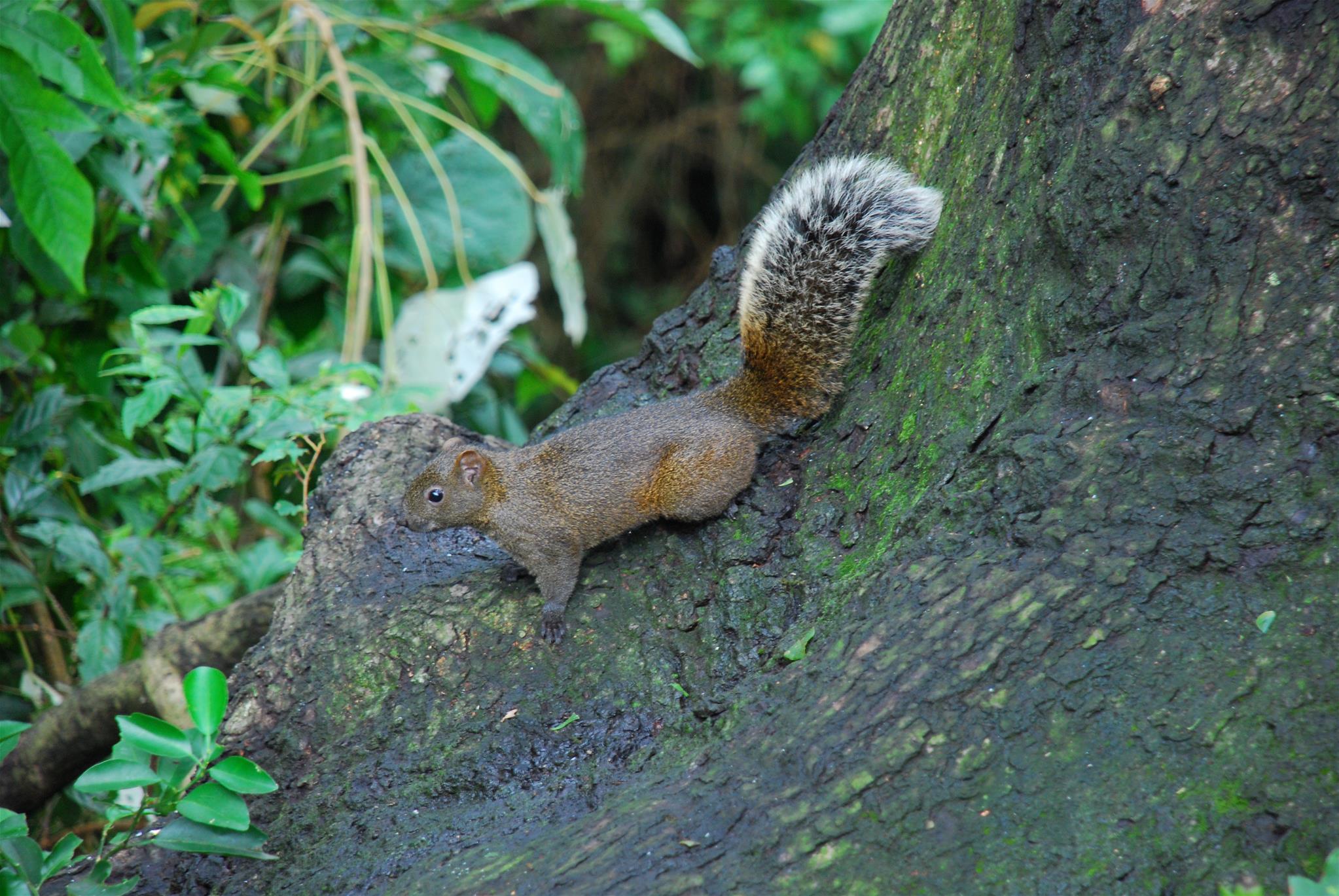 Red-bellied tree squirrel (photo by Chih Wu Han)