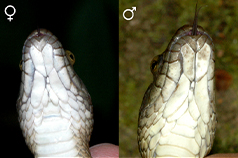 雌（左）雄（右）白腹游蛇下頷的比較（拍攝及製作者：毛俊傑）