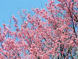 Taiwan Cherry Blossoms