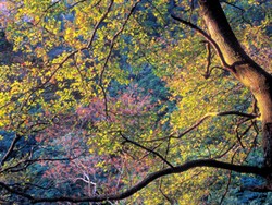 Fall Foliage of the Formosan Sweet Gum