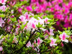 Rhododendron & Camellia Garden