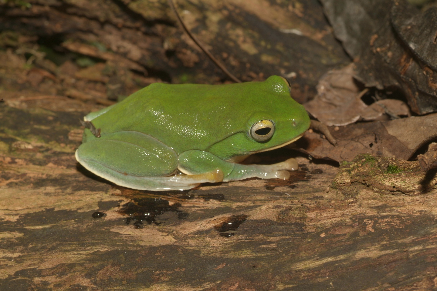 Taipei tree frog (photo by Cheng En Li)
