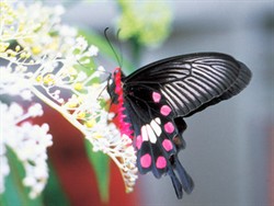 Pachliopta aristolochiae interpositus butterfly