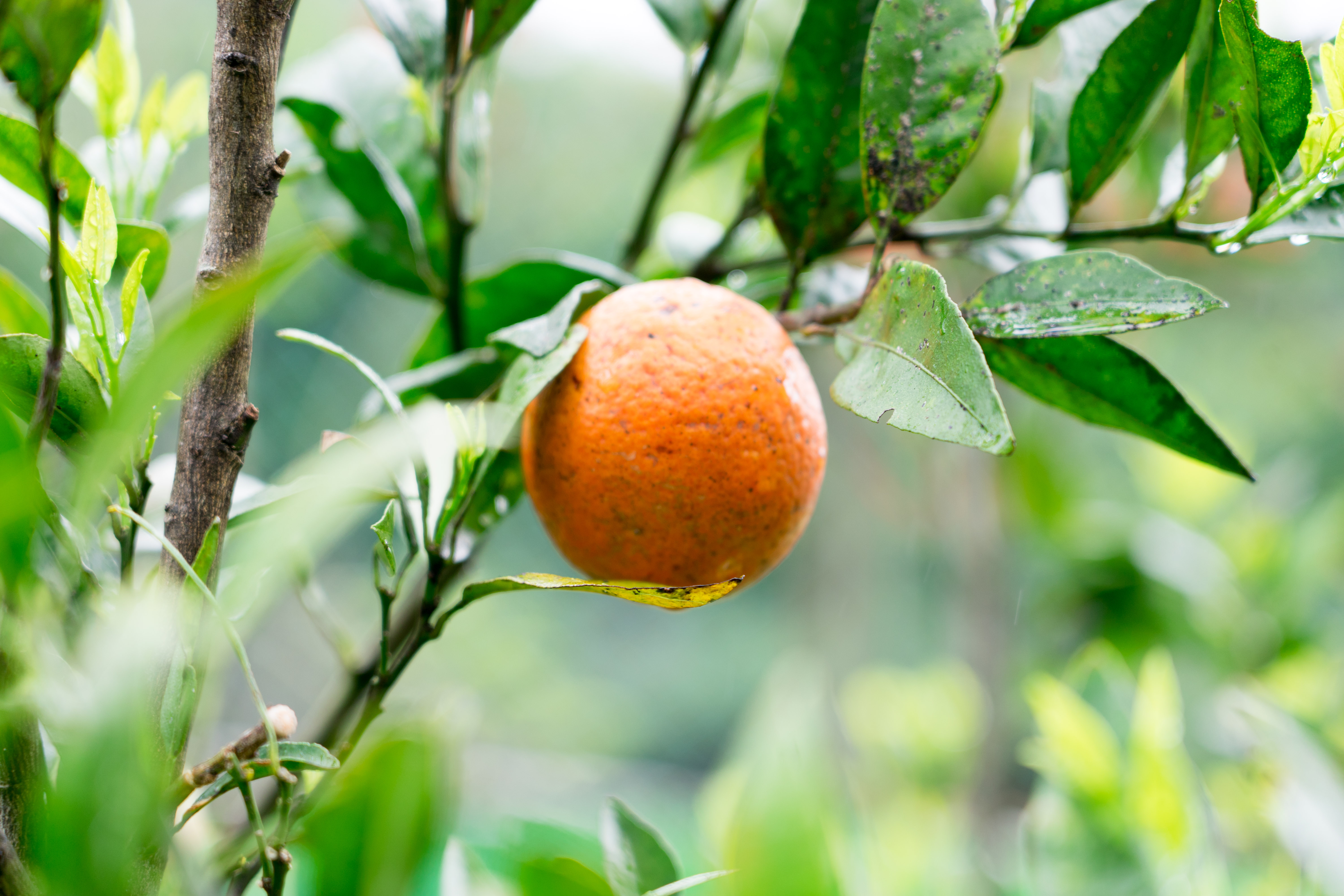 友咭農園的有機橘子酸甜適中、口感細緻、香氣飽滿。