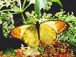 Orange-tipped butterfly