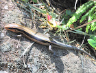 Five-striped blue-tailed skink